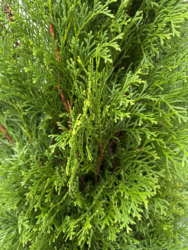 Thuja occ. Smaragd