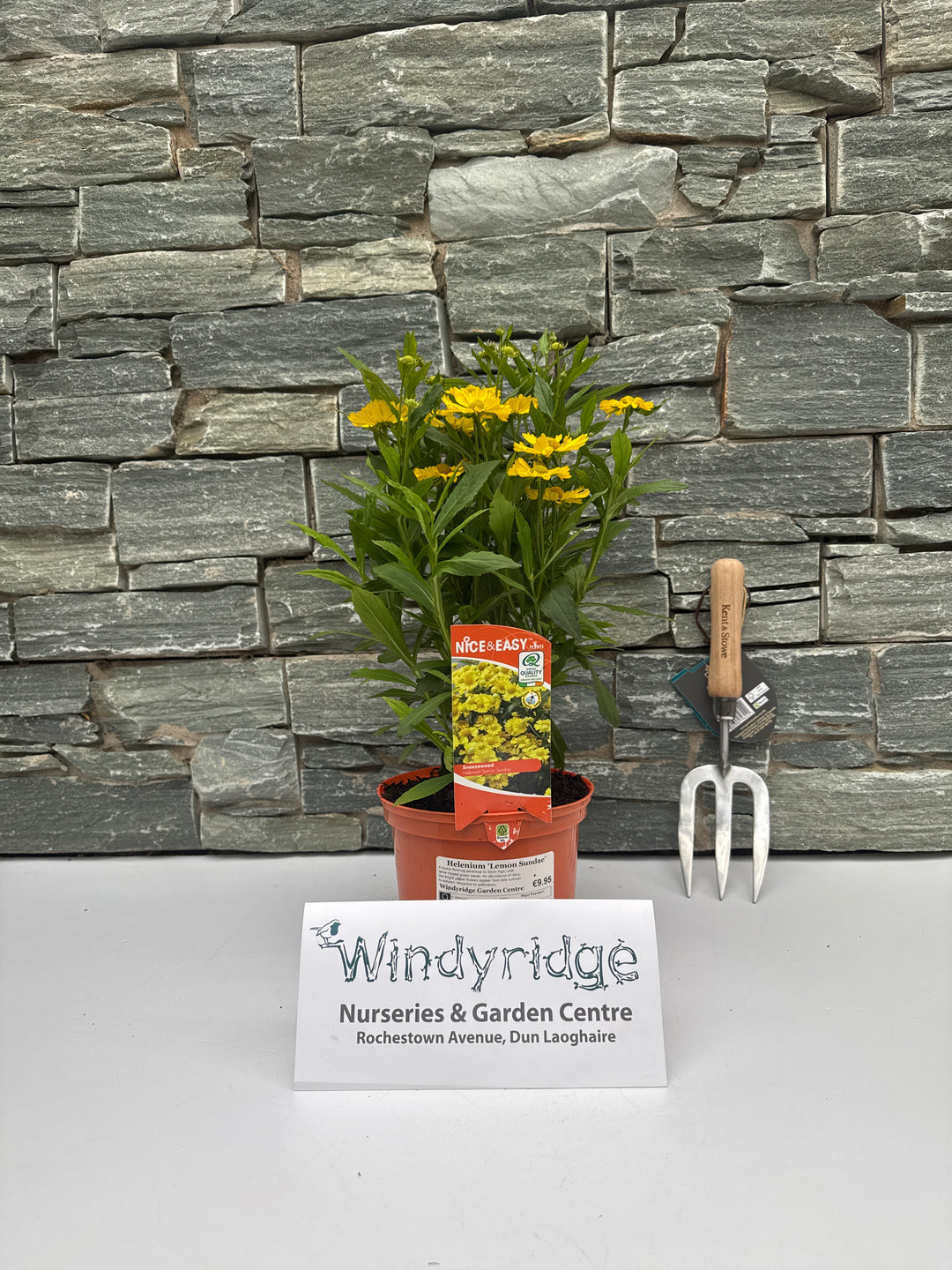 Helenium Lemon Sundae 2lt pot
