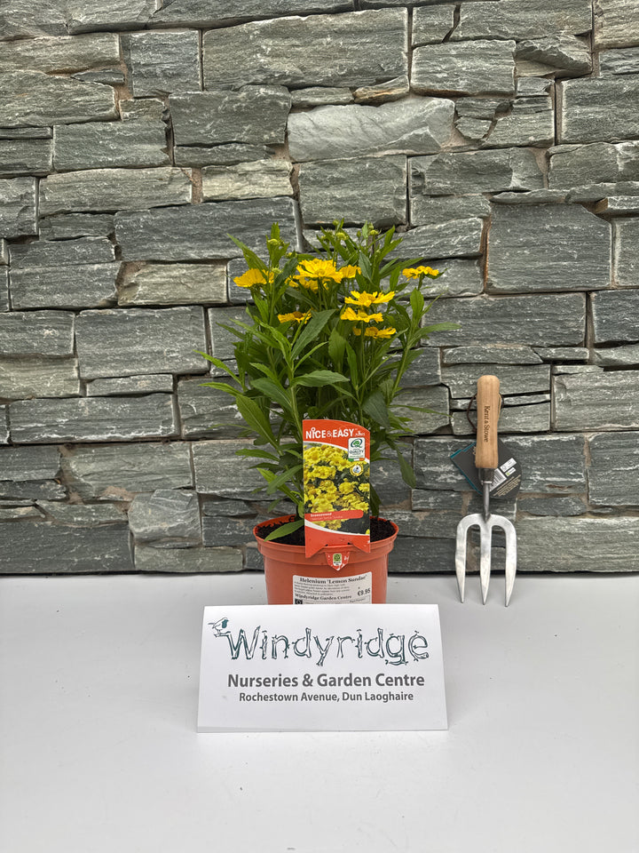 Helenium Lemon Sundae 2lt pot