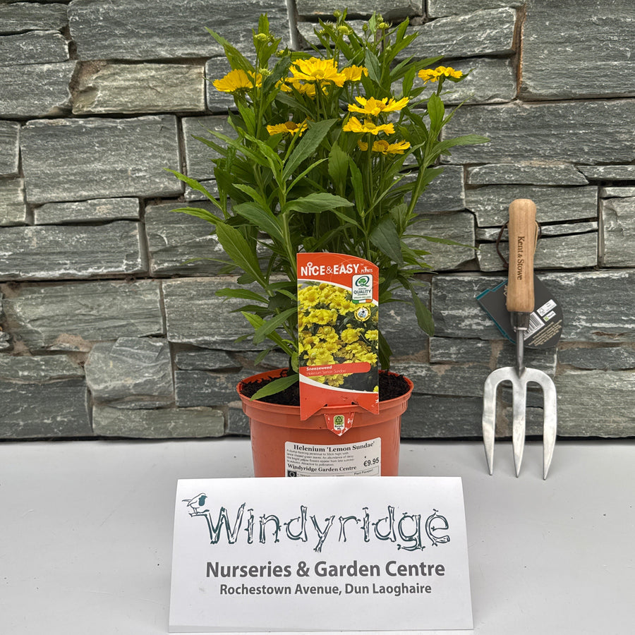 Helenium 'Lemon Sundae' - Herbaceous - Windyridge Garden Centre