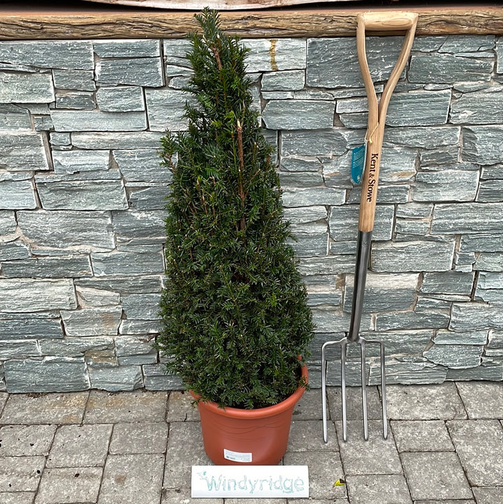 Taxus baccata  80-90 CM PYR