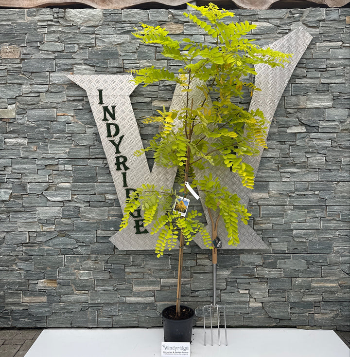 Robinia