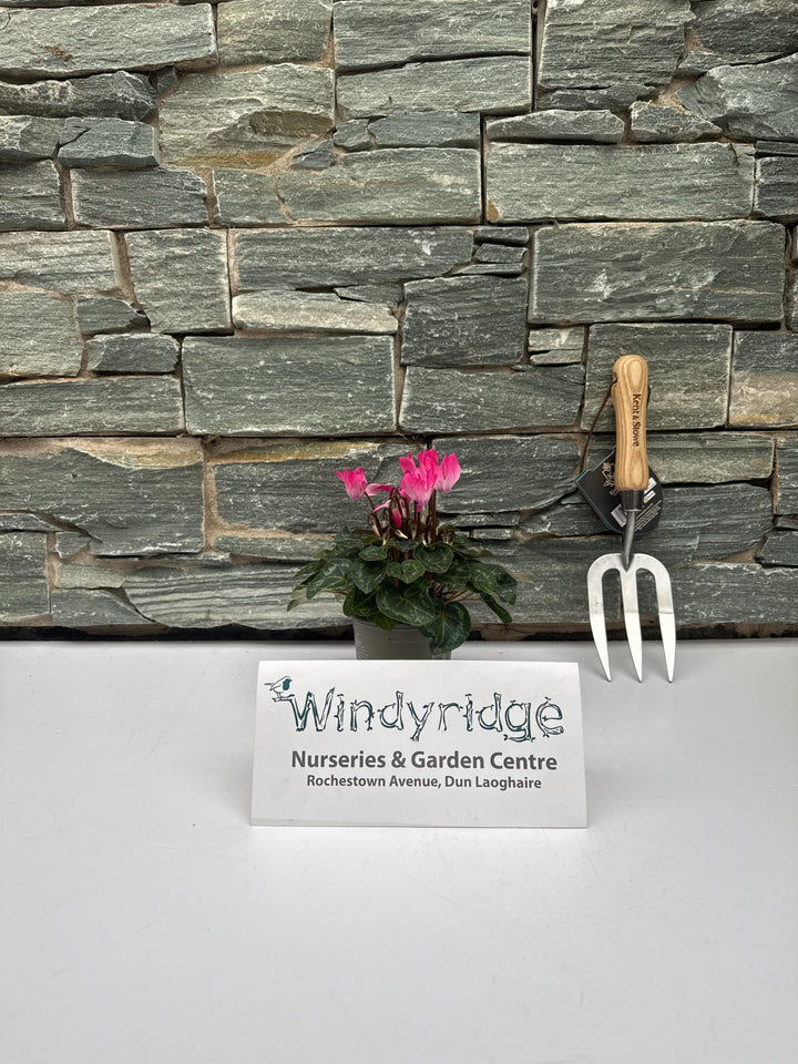 Cyclamen mini pink 10.5cm