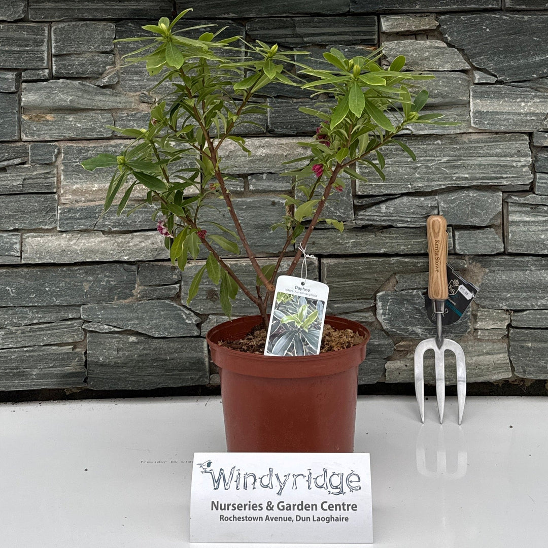 Potted plant on a stone surface with a decorative wall and 'windyridge' branding.