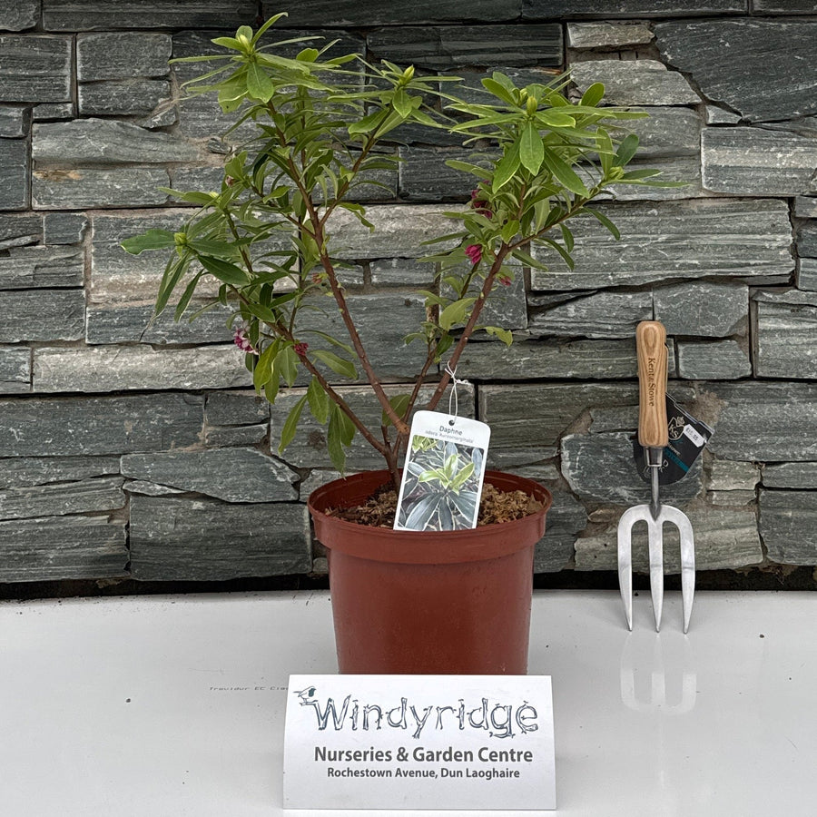 Potted plant on a stone surface with a decorative wall and 'windyridge' branding.