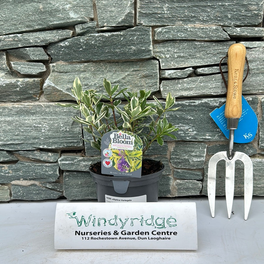 Hebe Elliptica Variegata - Bedding - Windyridge Garden Centre