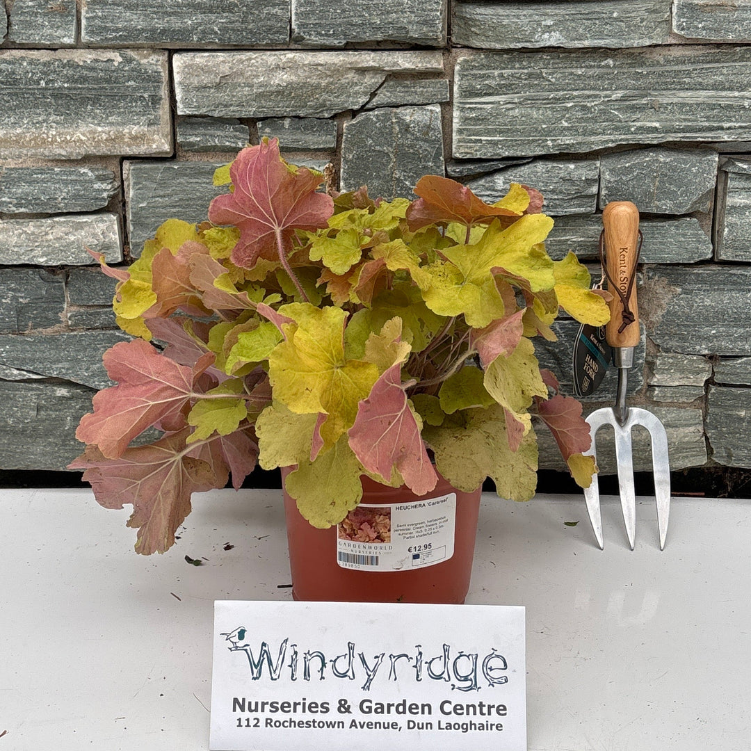 HEUCHERA 'Caramel' 3L