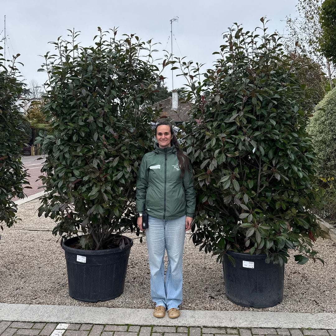 PHOTINIA SERR. RED ROBIN  CLT 130 / 180 H 200 / + CM