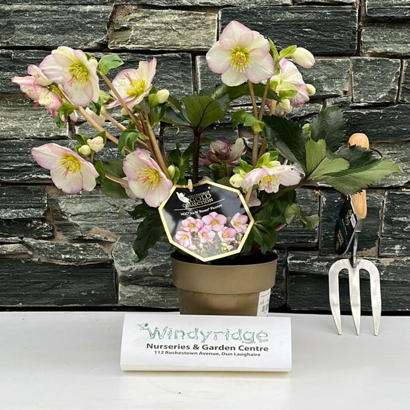 Helleborus Ice N Roses Picotee Helleborus HGC Ice N Rosés Picotee P15 gold