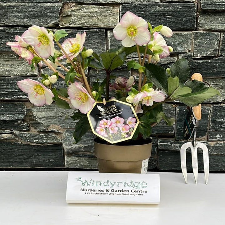 Helleborus Ice N Roses Picotee Helleborus HGC Ice N Rosés Picotee P15 gold