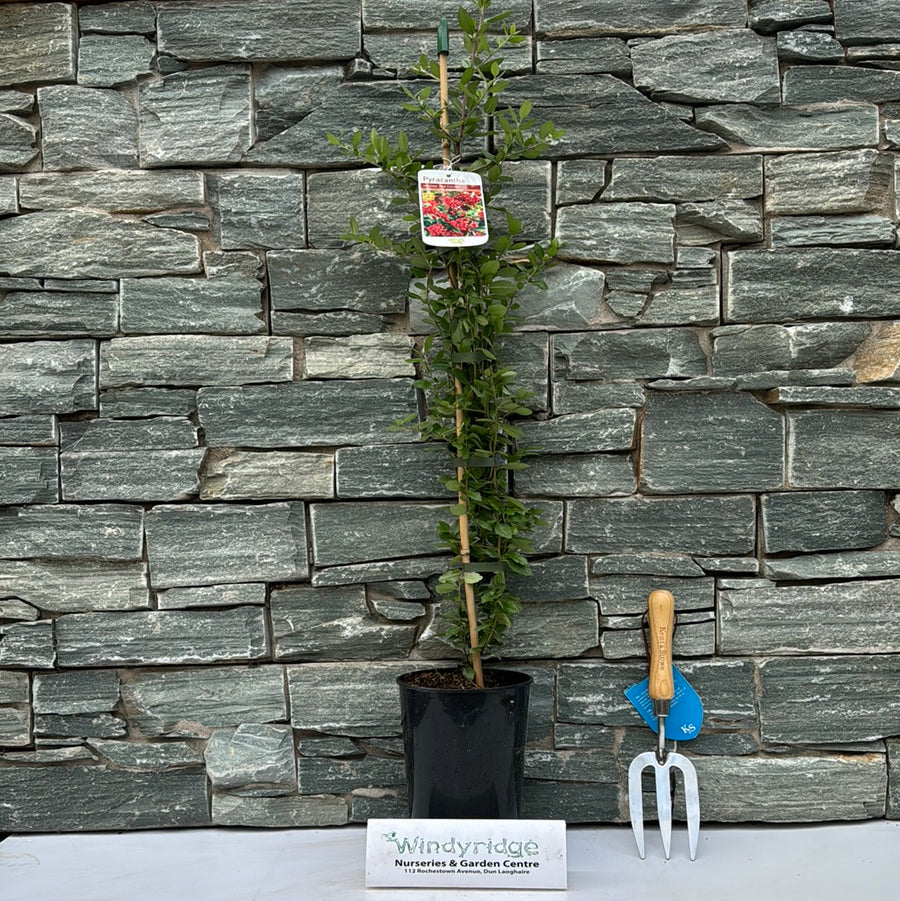 Pyracantha Red Column - Climbers - Windyridge Garden Centre