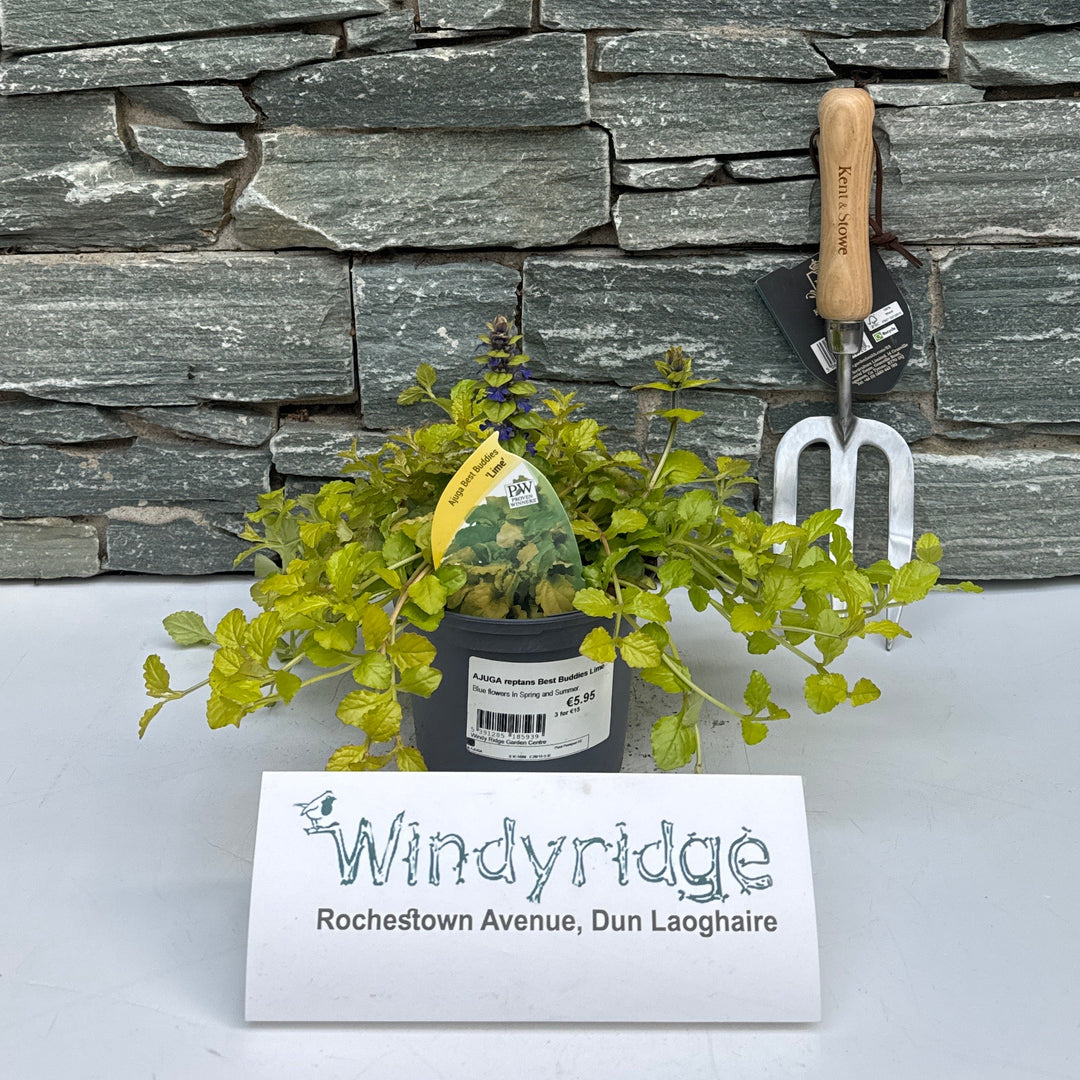 Ajuga Reptans Best Buddies Lime - Herbaceous - Windyridge Garden Centre