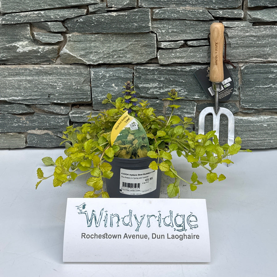 Ajuga Reptans Best Buddies Lime - Herbaceous - Windyridge Garden Centre