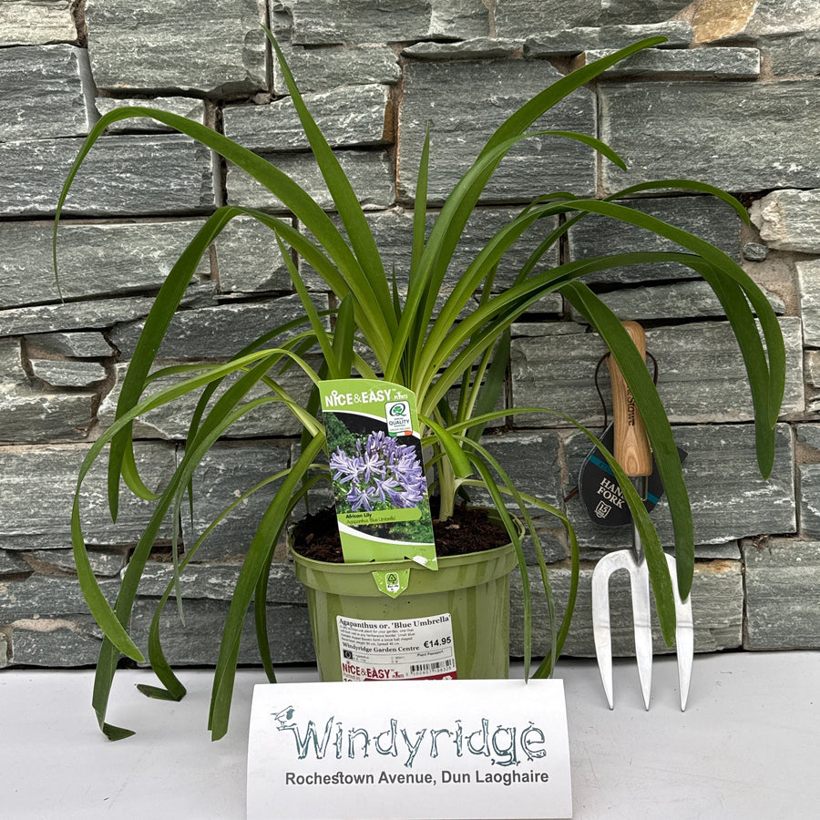 Agapanthus Or. 'Blue Umbrella' - Herbaceous - Windyridge Garden Centre