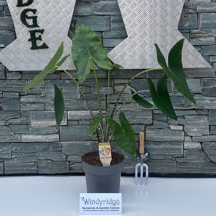 Alocasia zebrina - Indoor plants - Windyridge Garden Centre