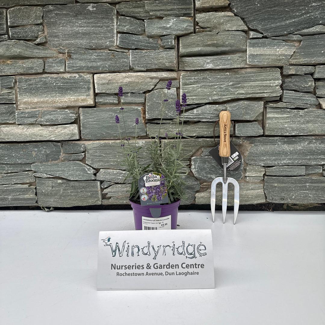 LAVANDULA an. Hidcote (Lavender)