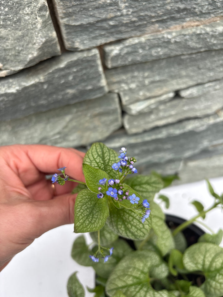 BRUNNERA mac. Jack of Diamonds