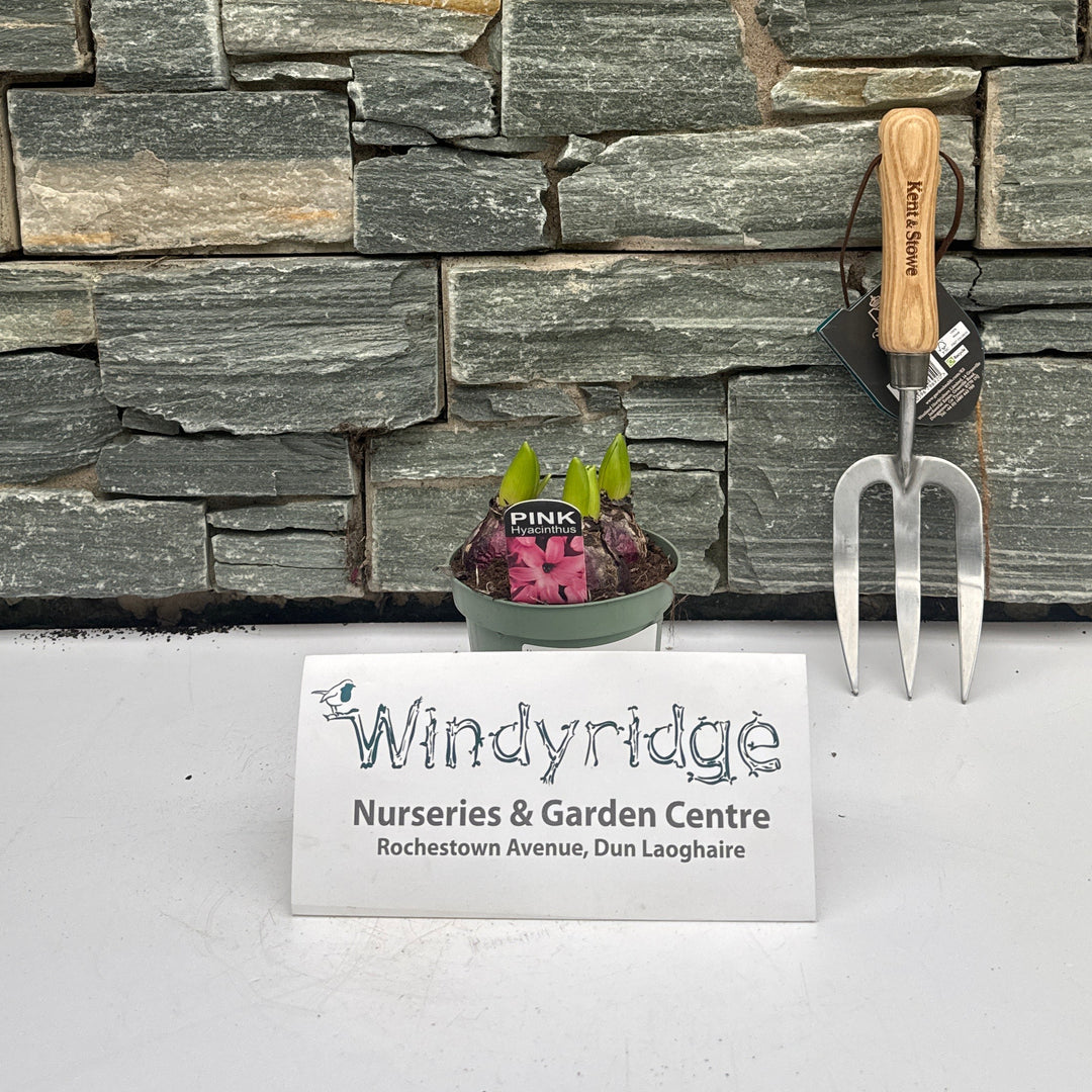 Hyacinthus (DA) mix  P12