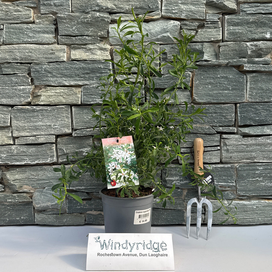 Eriostemon Myoporoides P18 - Shrubs - Windyridge Garden Centre