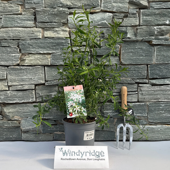 Eriostemon Myoporoides P18 - Shrubs - Windyridge Garden Centre