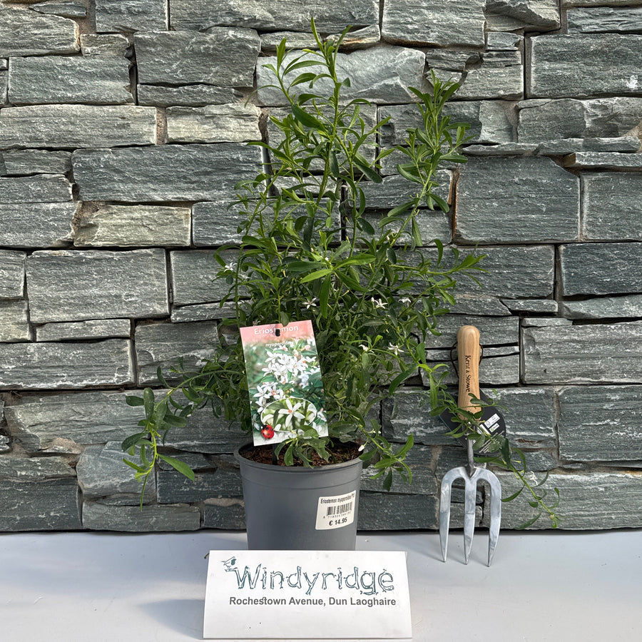 Eriostemon Myoporoides P18 - Shrubs - Windyridge Garden Centre