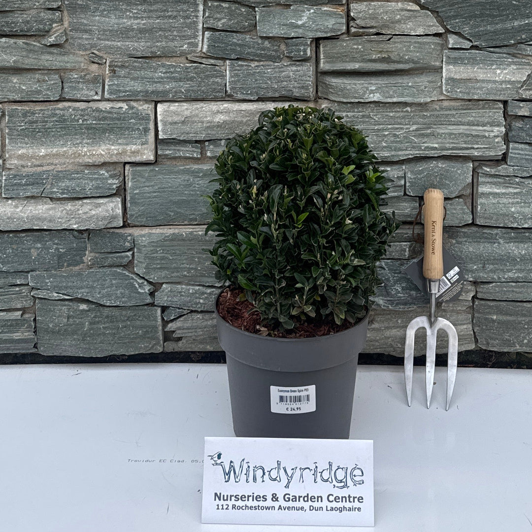 Euonymus jap. Green Spire P23 (5 LTR)
