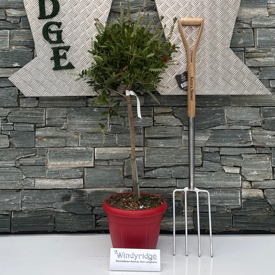 Callistemon Citr. 'Splendens' P30 - Shrubs - Windyridge Garden Centre