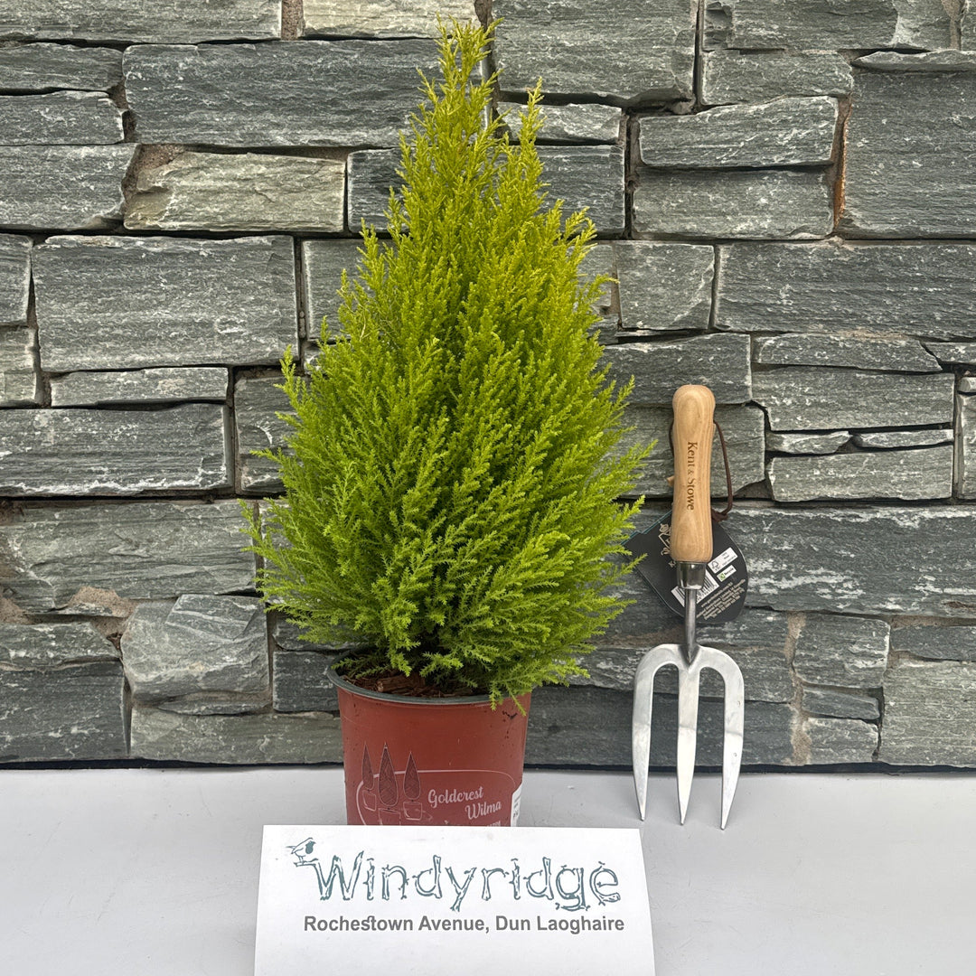 Cupressus Macro. Goldcrest Wilma Pyramid1 - Shrubs - Windyridge Garden Centre
