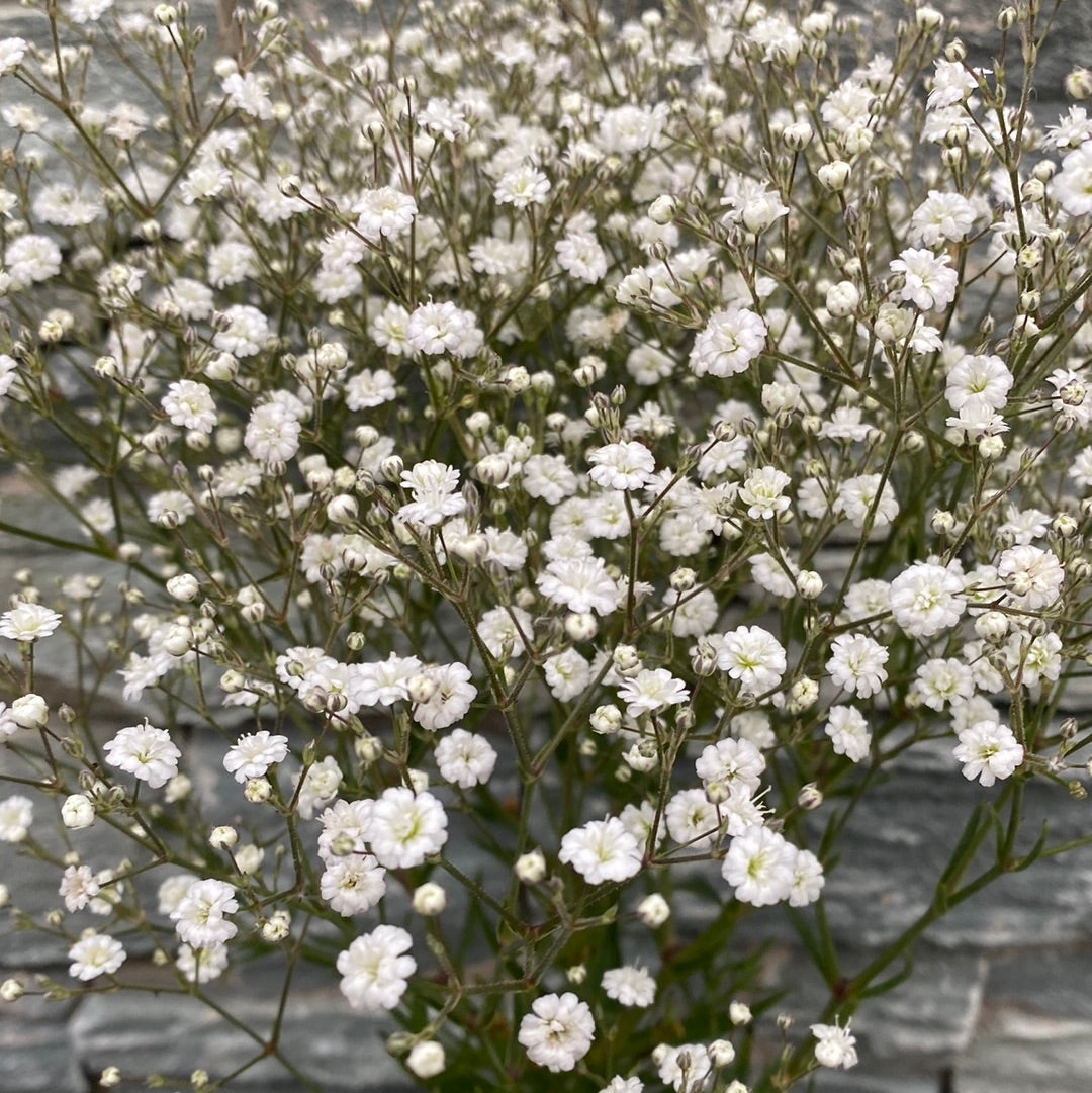Babys Breath Gypsophila Paniculata White Festival (2Ltr Pot)