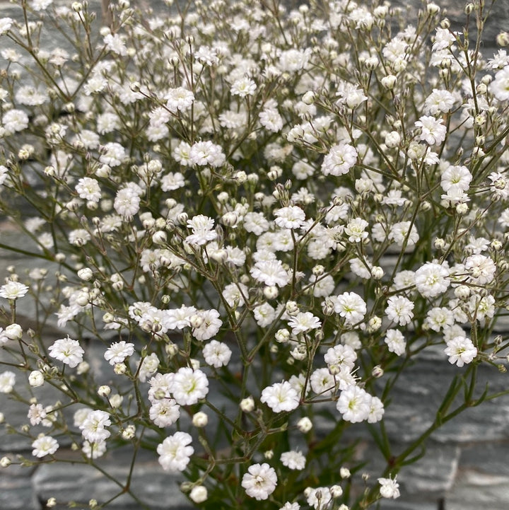 Babys Breath Gypsophila Paniculata White Festival (2Ltr Pot)