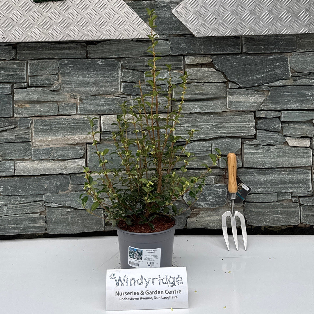 Osmanthus X Burkwoodii - Shrubs - Windyridge Garden Centre