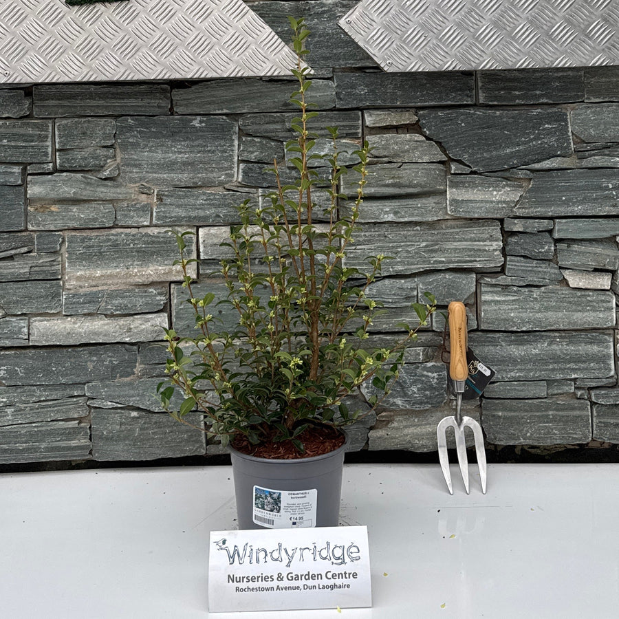 Osmanthus X Burkwoodii - Shrubs - Windyridge Garden Centre