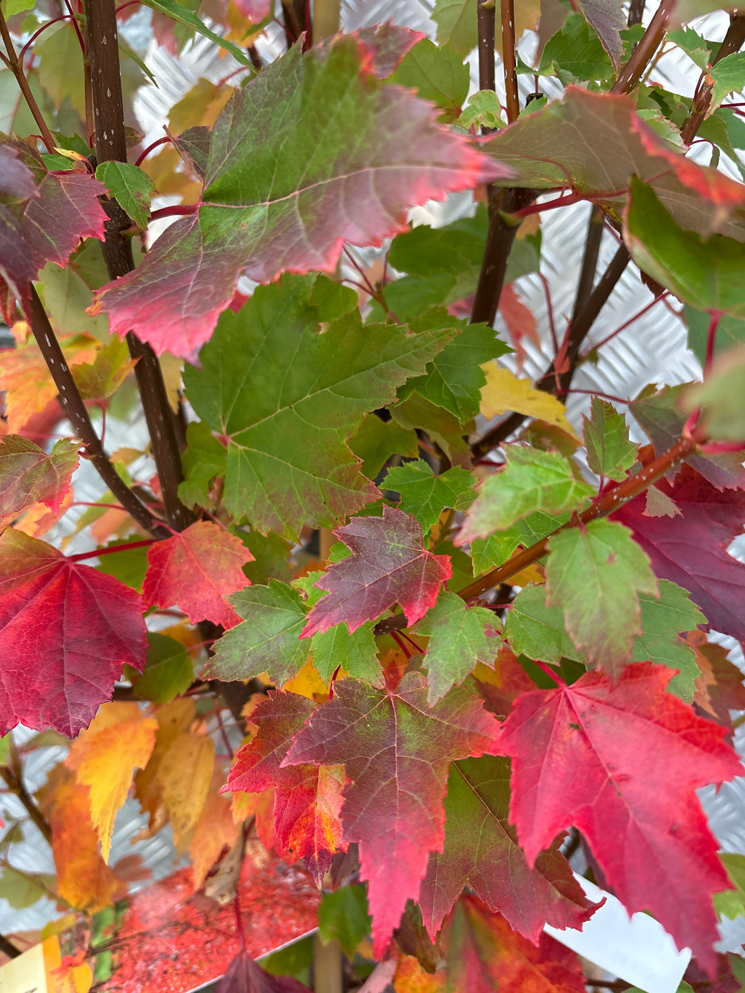ACER RUBRUM BRANDYWINE 1/2 STD 10 lt