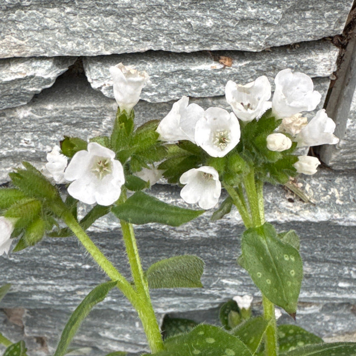 Pulmonaria Sissinghurst White