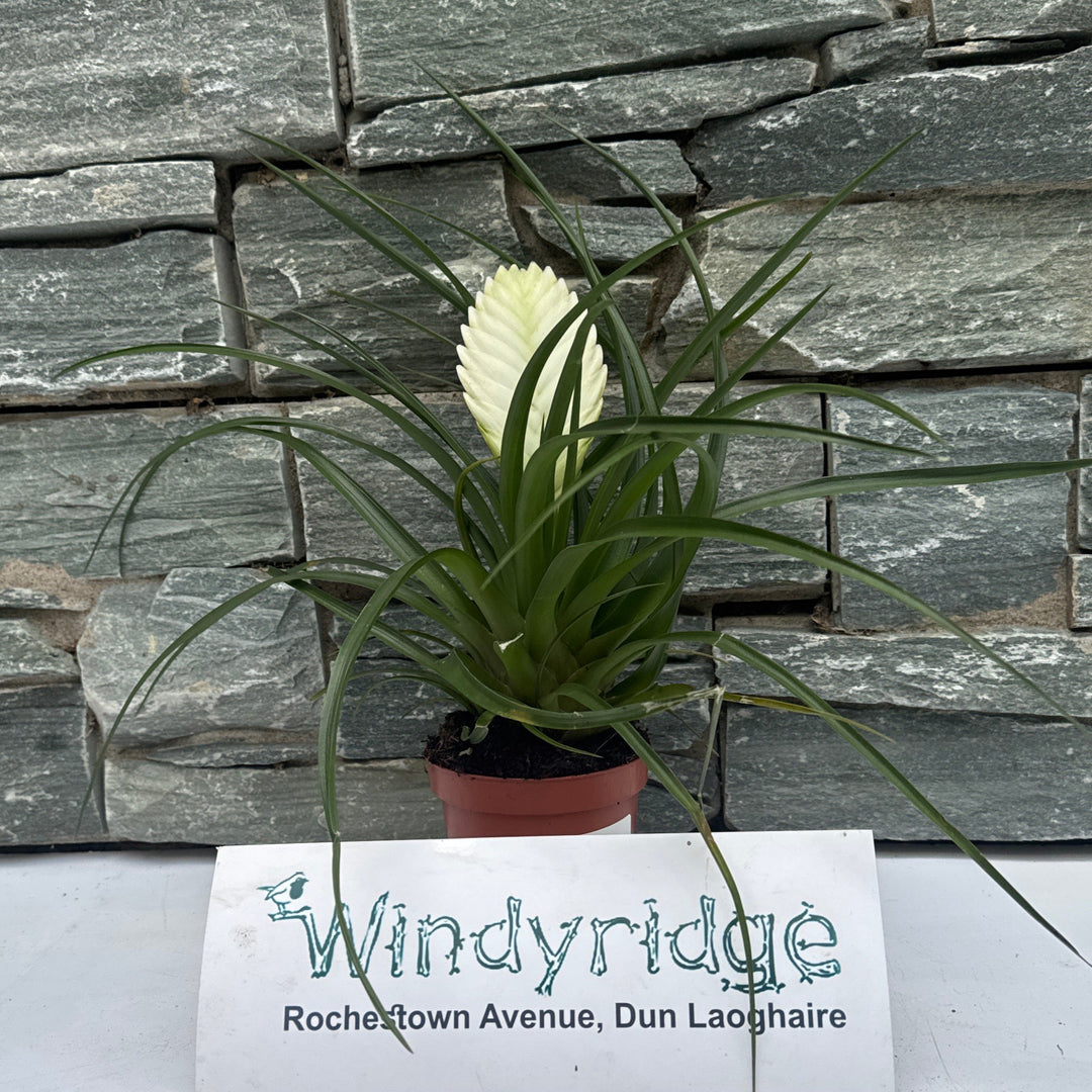 Tillandsia cyanea Biancini White