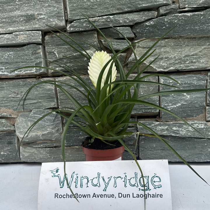 Tillandsia cyanea Biancini White