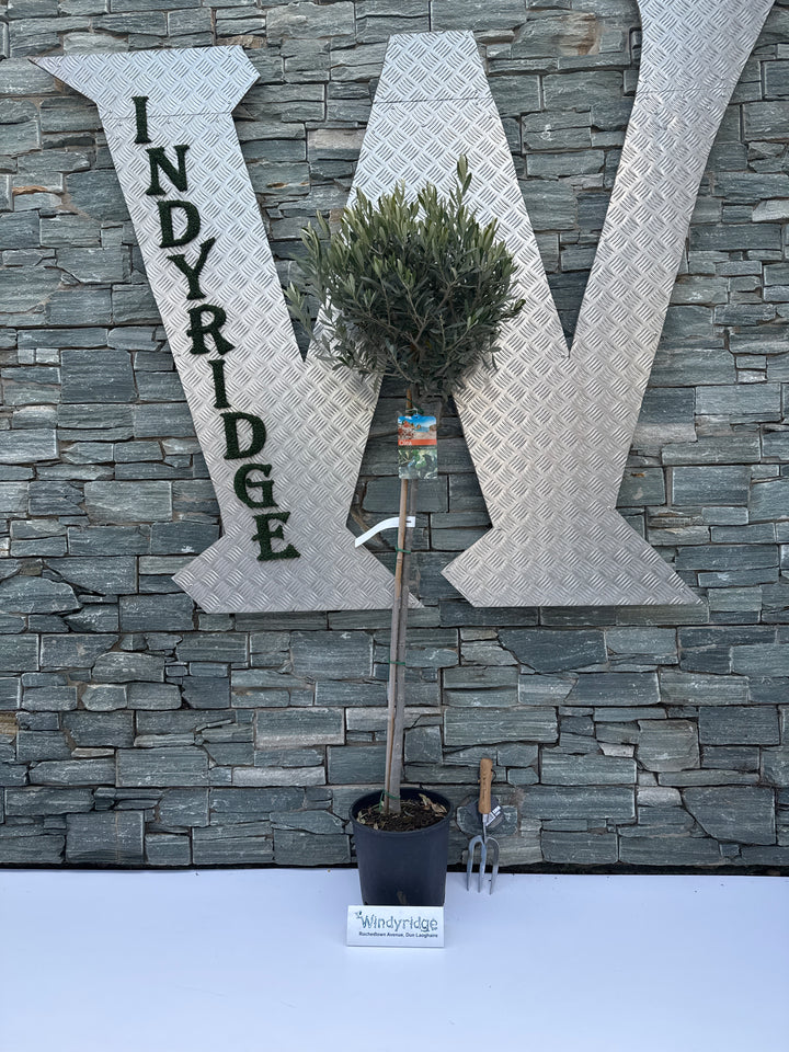 Olive Tree Olea europaea (28cm Pot)