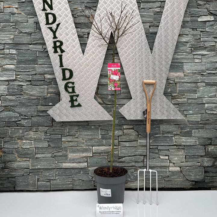 Acer Palmatum Beni-Maiko  90 Cm Stem C14 - Trees - Windyridge Garden Centre