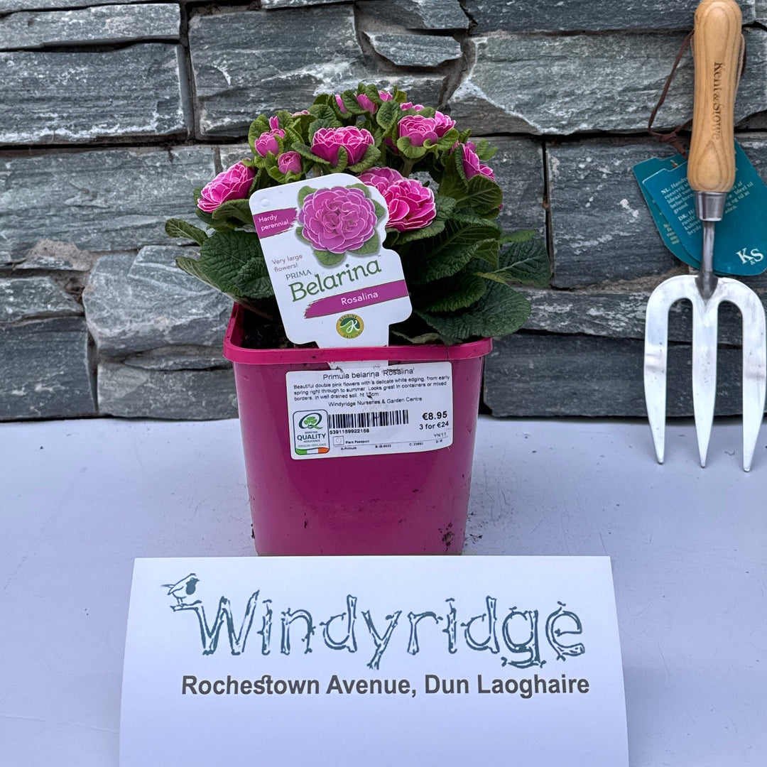 Primula Belarina Rosalina - Herbaceous - Windyridge Garden Centre