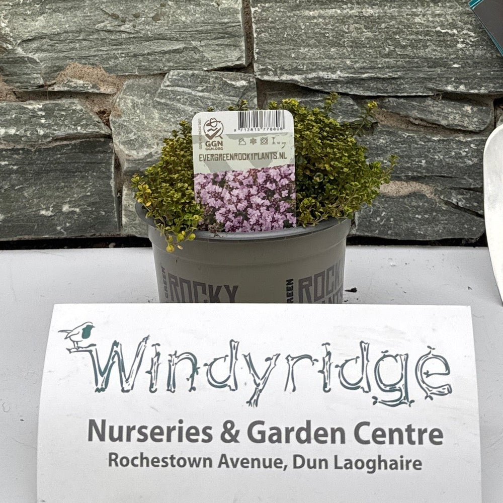Gardening tool and small plant against a stone wall with Windyridge Nurseries & Garden Centre sign.