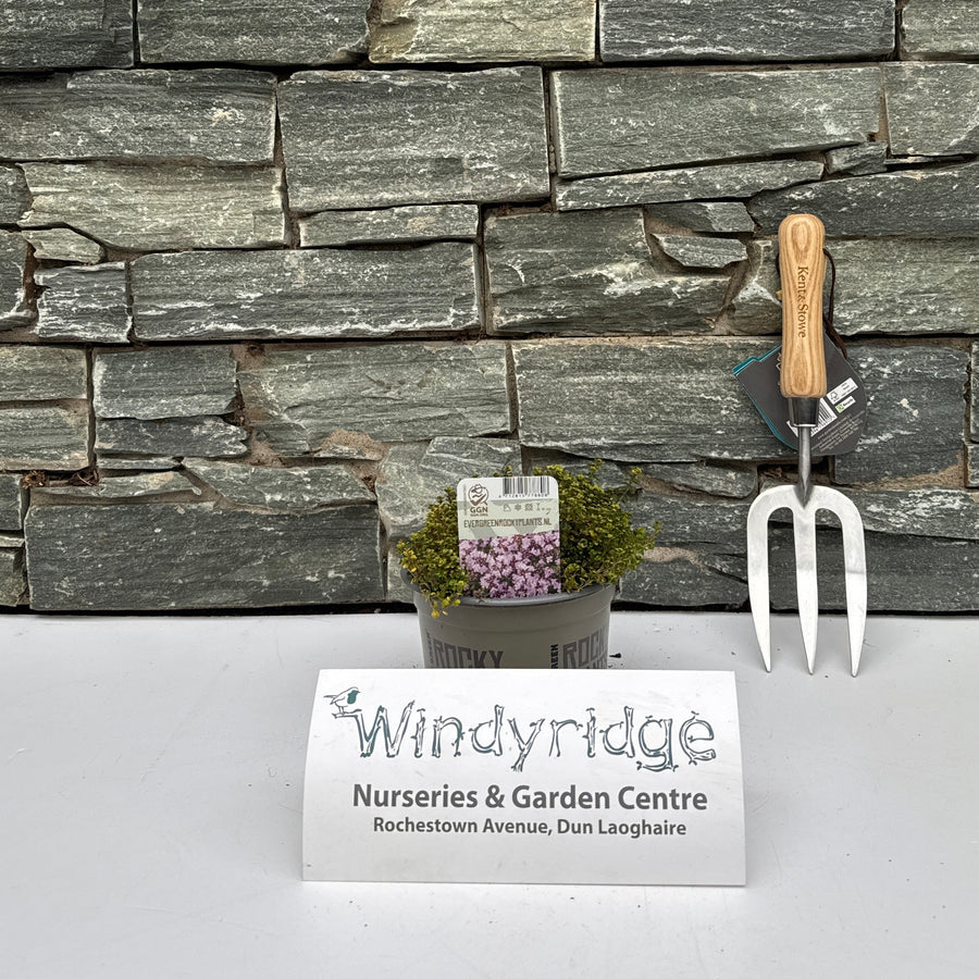 Gardening tool and small plant against a stone wall with Windyridge Nurseries & Garden Centre sign.