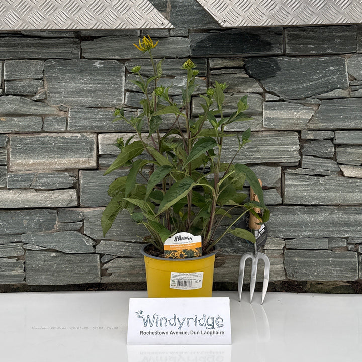 Rudbeckia Goldsturm