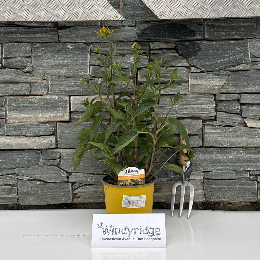 Rudbeckia Goldsturm - Herbaceous - Windyridge Garden Centre