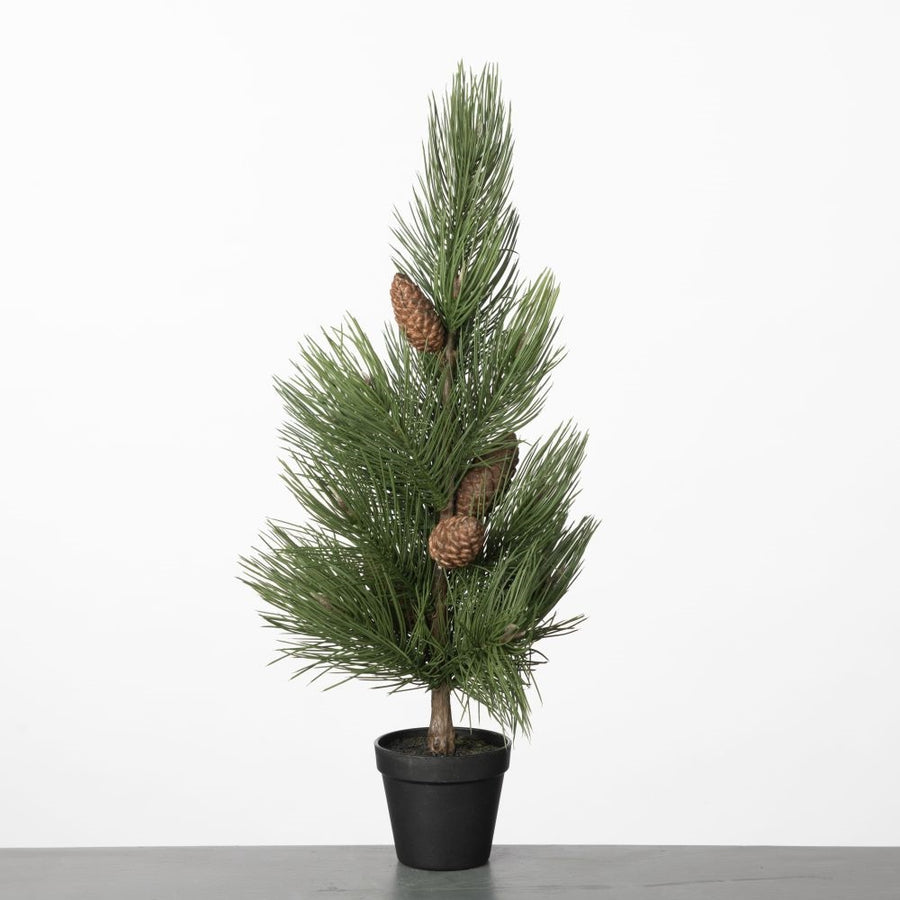 planting pine cones in pots Buy Pine Cone Tree In Pot H68Cm Green Online
