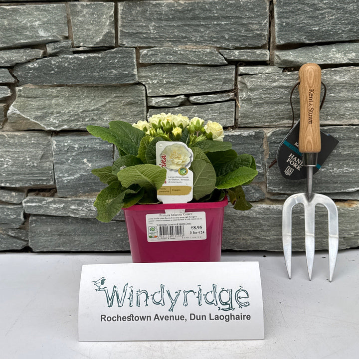 Primula belarina Cream