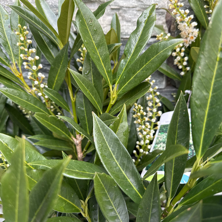 Prunus laur. Otto Luyken