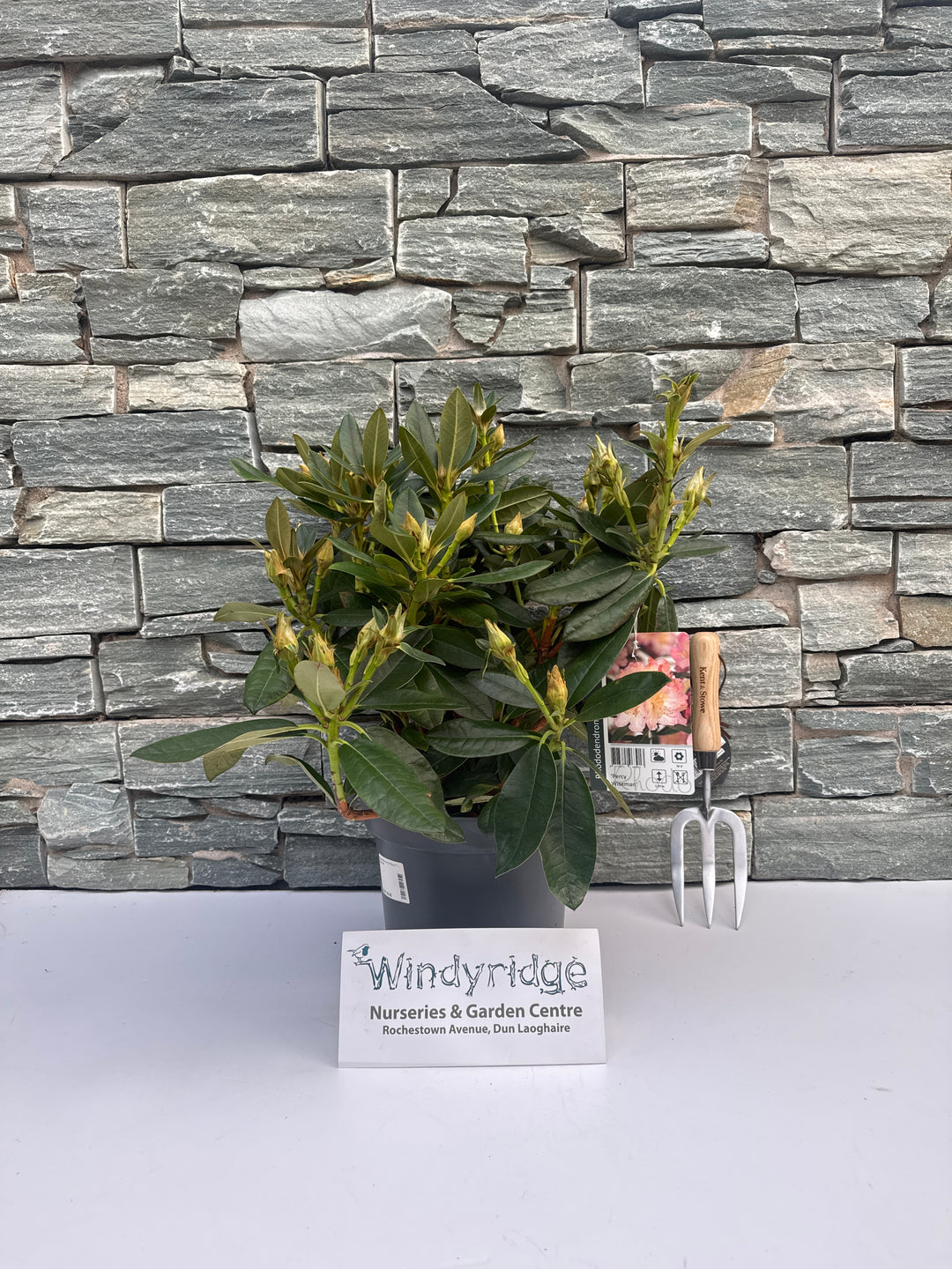 Rhododendron (Y) Percy Wiseman