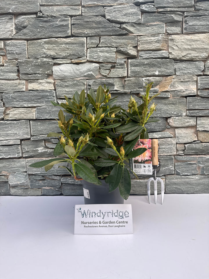 Rhododendron (Y) Percy Wiseman