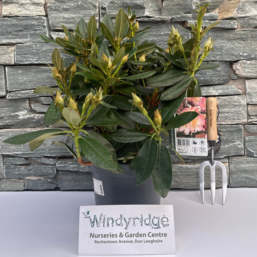 Rhododendron (Y) Percy Wiseman - Shrubs - Windyridge Garden Centre