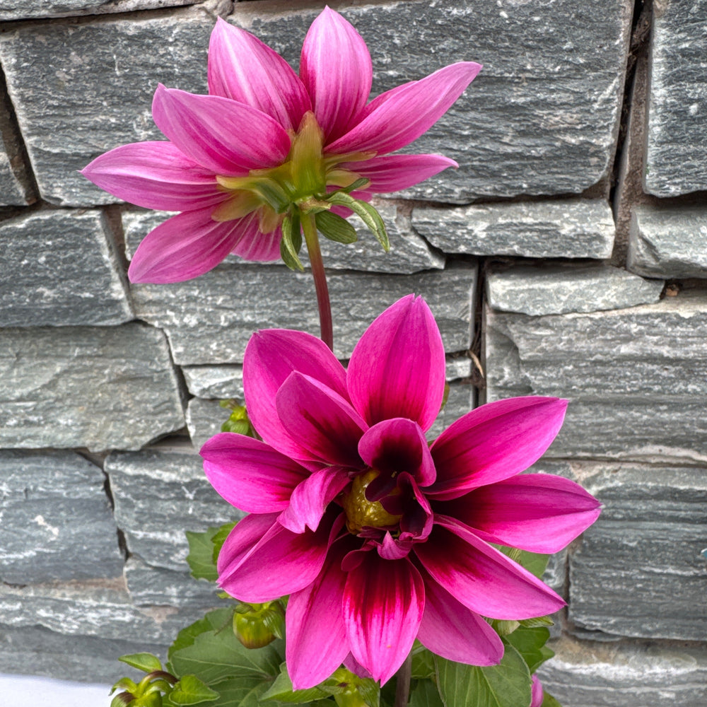 Dahlia Dahlietta Surprise Demi - Herbaceous - Windyridge Garden Centre